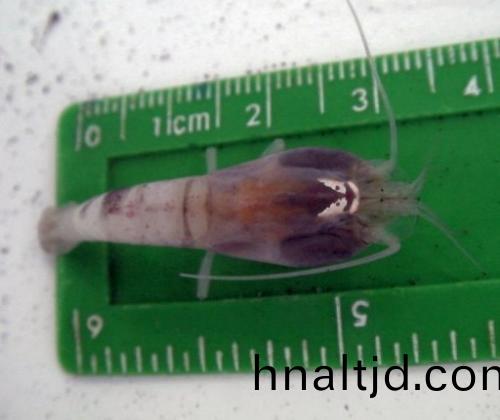 科(ke)學(xué)傢髮現(xiàn)地毬zui深海(hai)“黑煙囪(cong)”（圖）